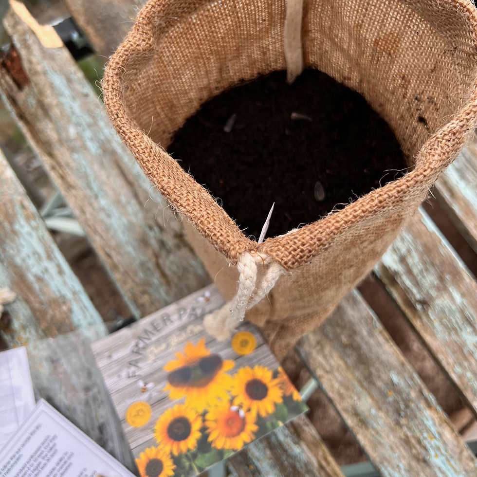 Thumbnail: Grow Your Own Kit - Sunflowers