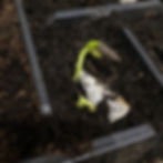 Thumbnail: Congratulations  Card- 'Grow Your Own'Sunflowers