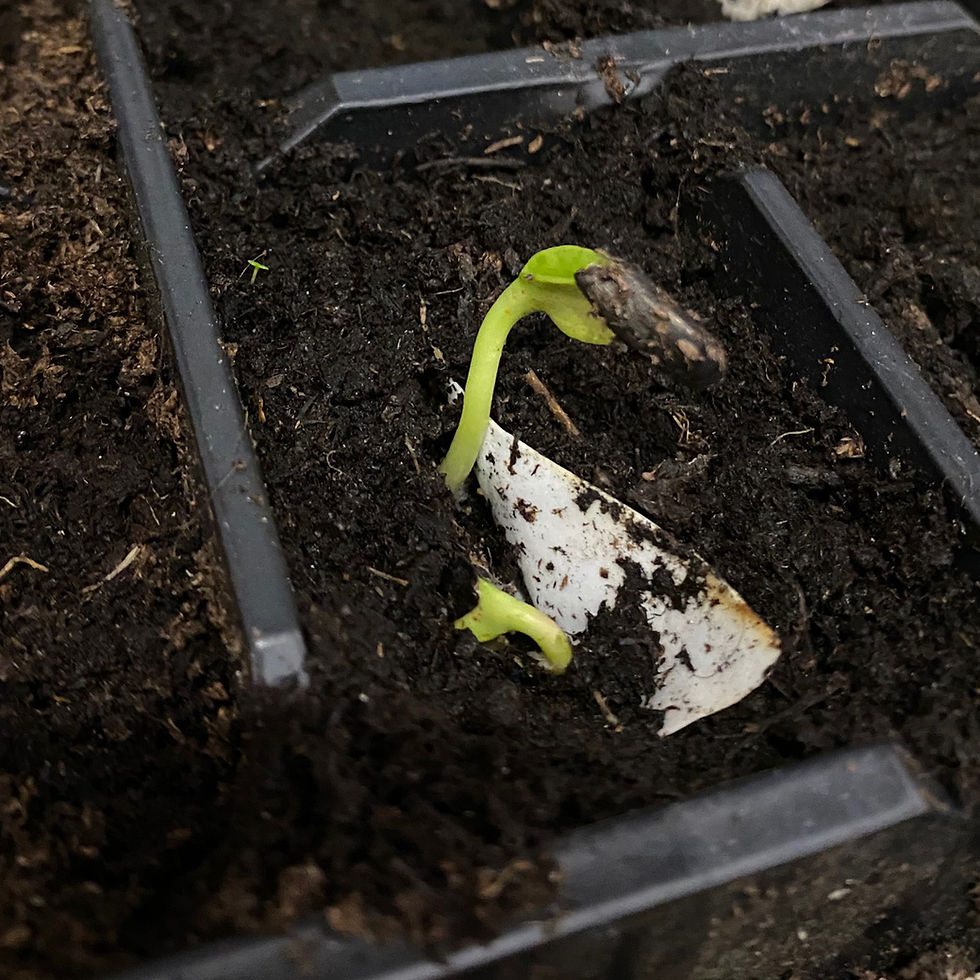 Thumbnail: Happy Birthday - 'Grow Your Own' Sunflowers
