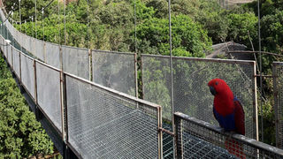 Parque Aviario Tricao y Pomaire por el dia