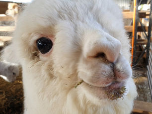 Alpacas Quintessence y Viñedos Casas del Bosque