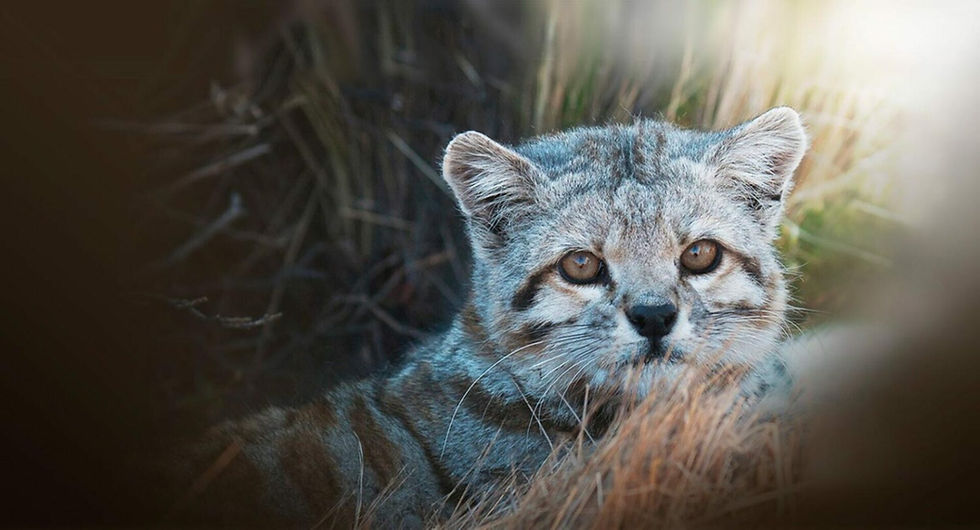 gato-andino-22.jpg