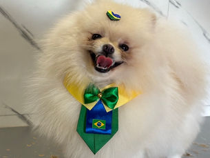 Banho no spitz alemão