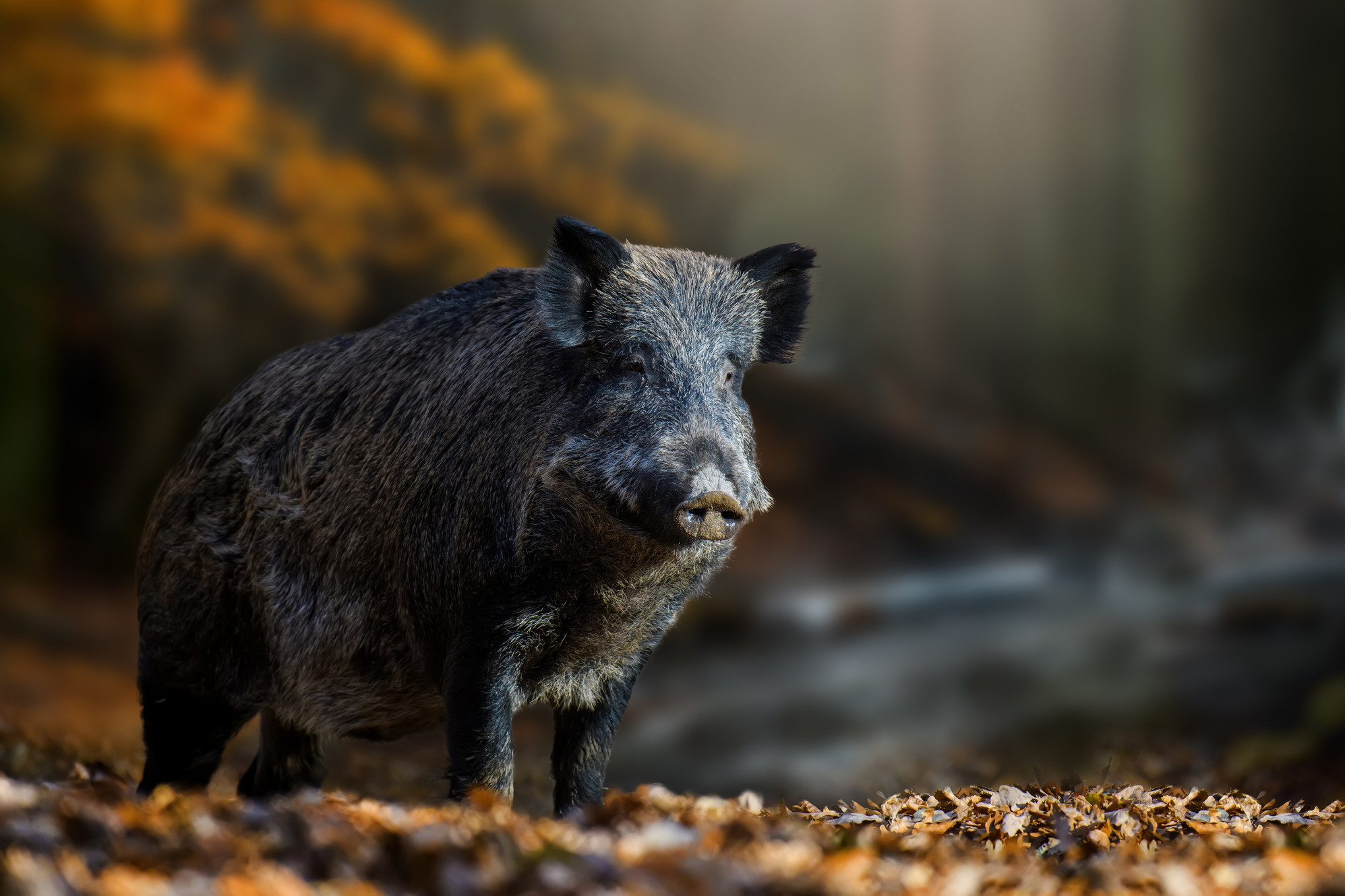 HUNTING BOAR | Boar Hunting France