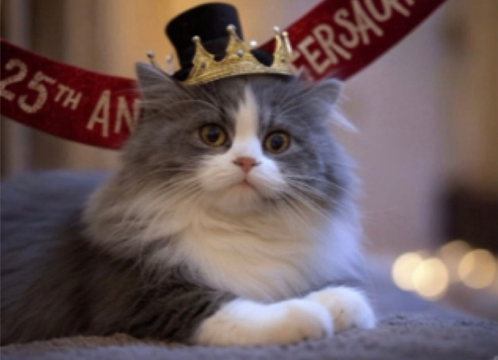 grey and white cat in a crown with 25th Anniversary banner