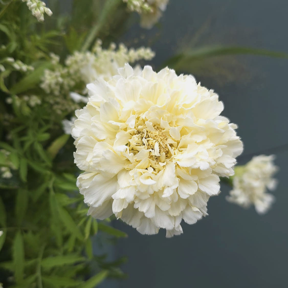 Tagetes 'Sugar & Spice'