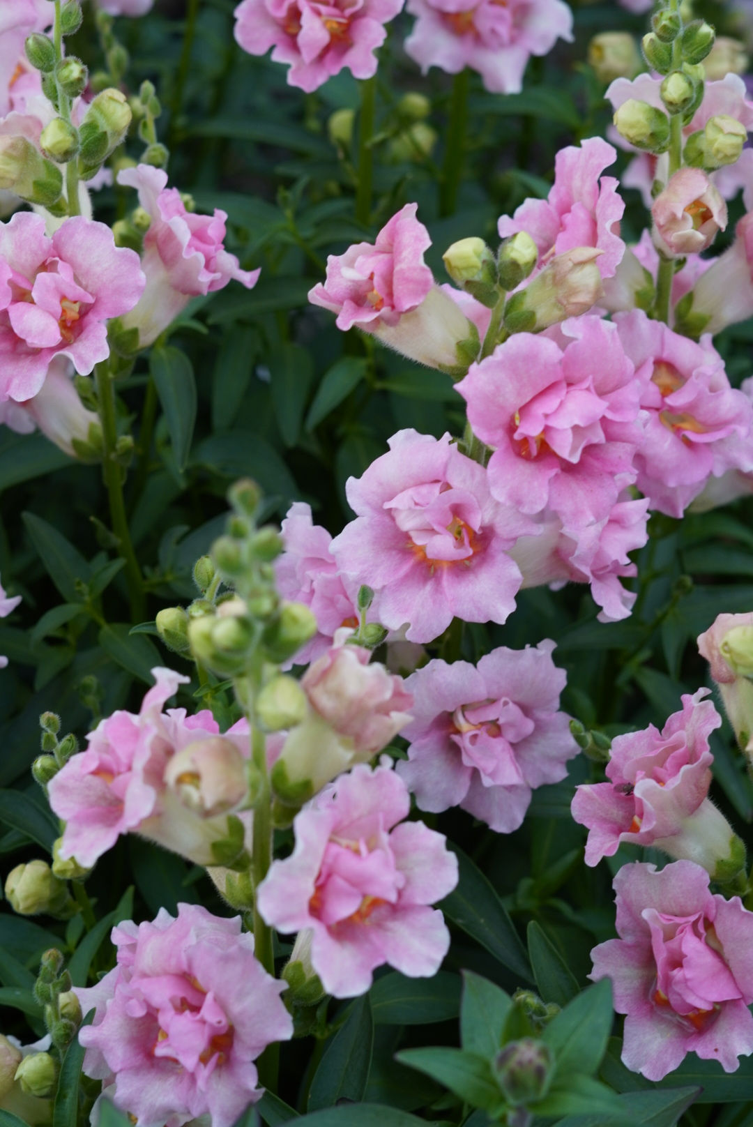 Lejongap 'Doubleshot Appleblossom'