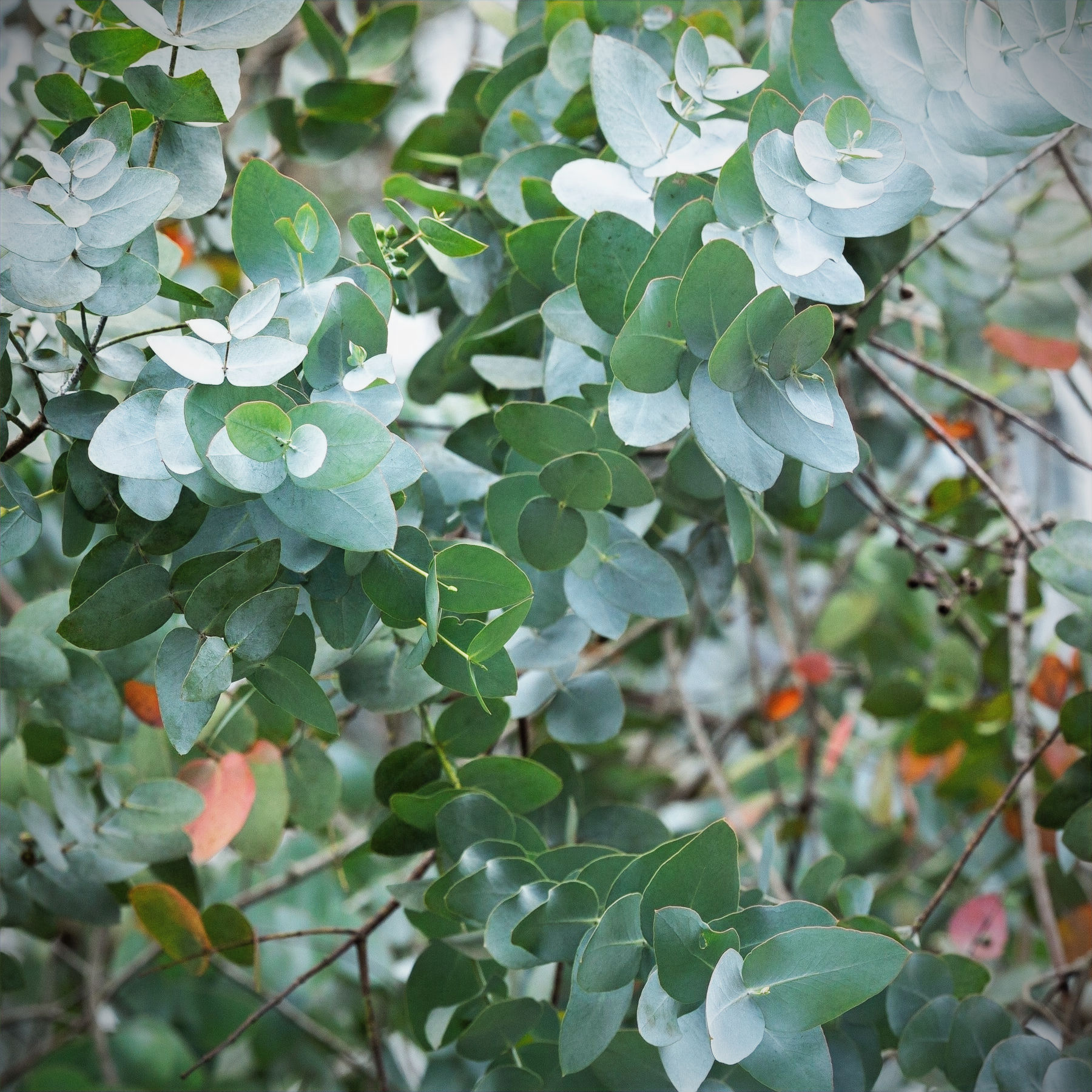 Eukalyptus 'Silver Dollar'