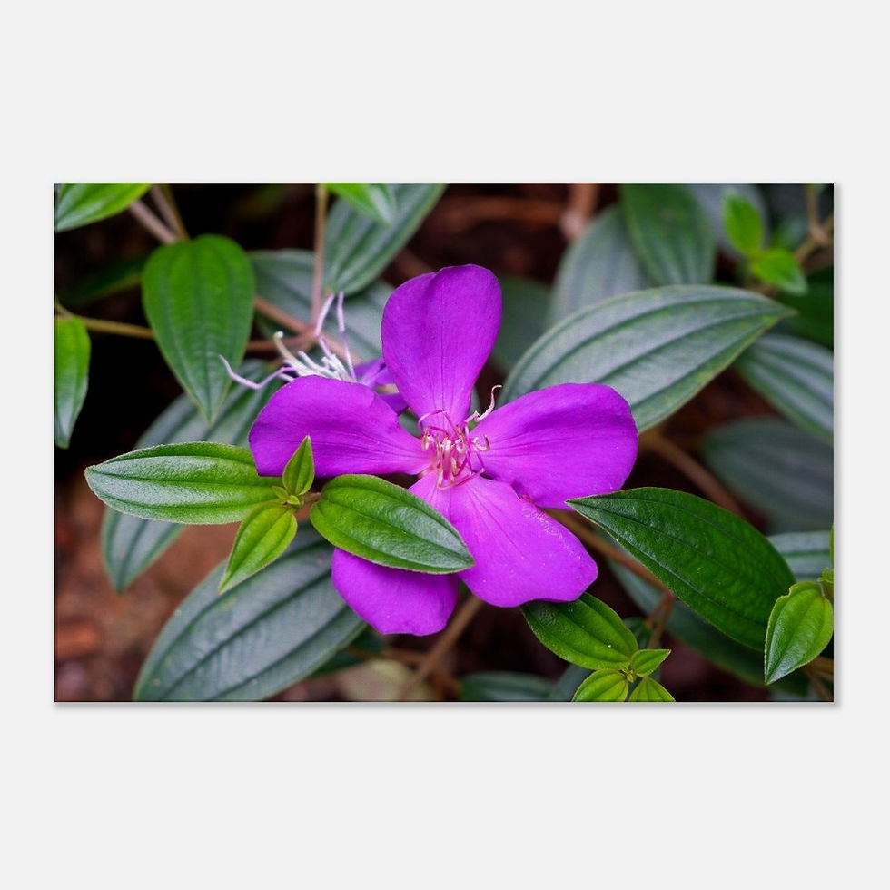 Thumbnail: Princess Flower