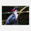 Thumbnail: Pied Heron