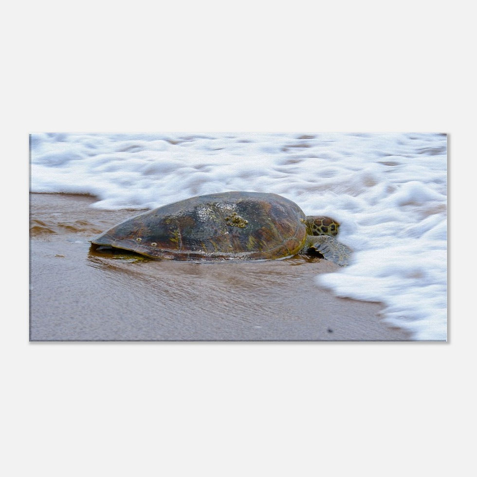 Thumbnail: Turtle at Rules Beach