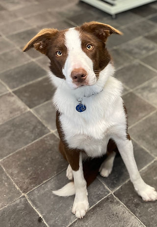 ziggy1