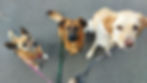 Hundegruppe| WalkwithFriends