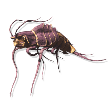 prawn-icon-2-350w.png