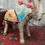 Thumbnail: Rajasthani Textile Yak