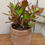 Thumbnail: Rustic terracotta pot