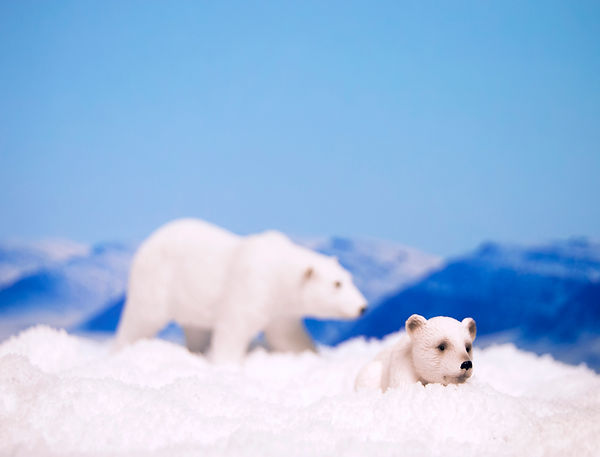 polar bears.jpg