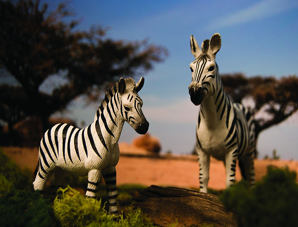 Zebras Final.jpg
