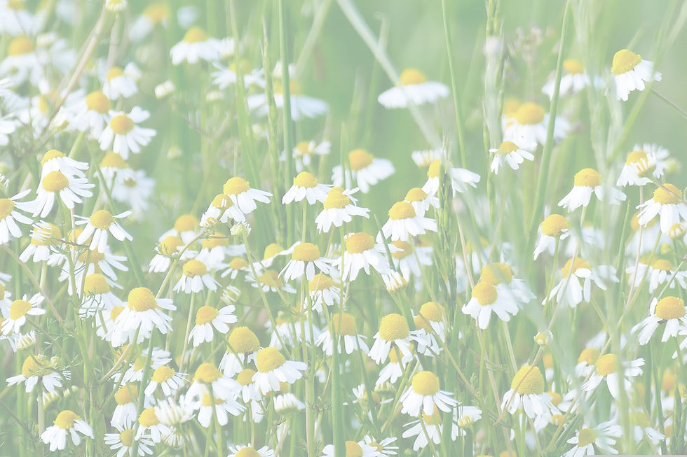 gamagapix-chamomile-5233059_edited.jpg