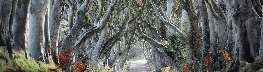 Kurvige Tree Road