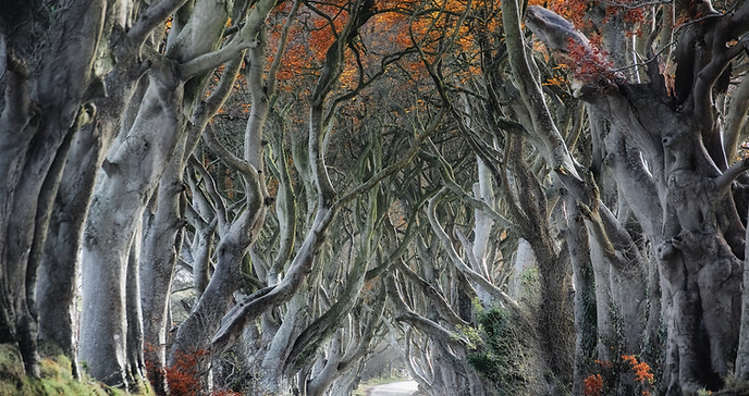 Curvy Tree Road