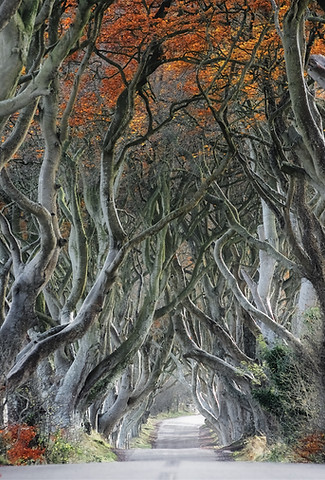 Curvy Tree Road
