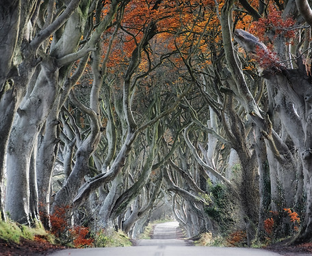 Curvy Tree Road