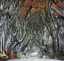 Curvy Tree Road