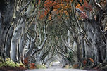 Curvy Tree Road