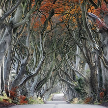 Curvy Tree Road