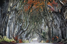 Curvy Tree Road