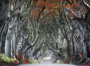 Curvy Tree Road