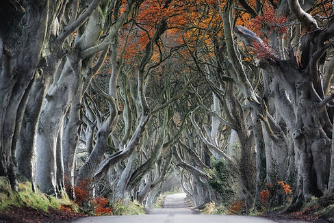 Enchanting Tree Tunnel