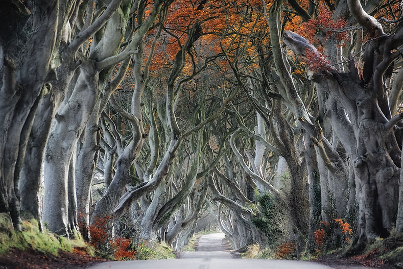 Curvy Tree Road