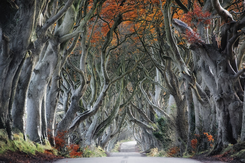 Enchanting Tree Tunnel