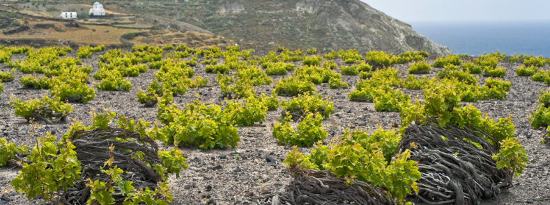 Santorini vineyards by VinePair