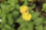 Miniatura: Tango arbustivo (Lantana montevidensis)