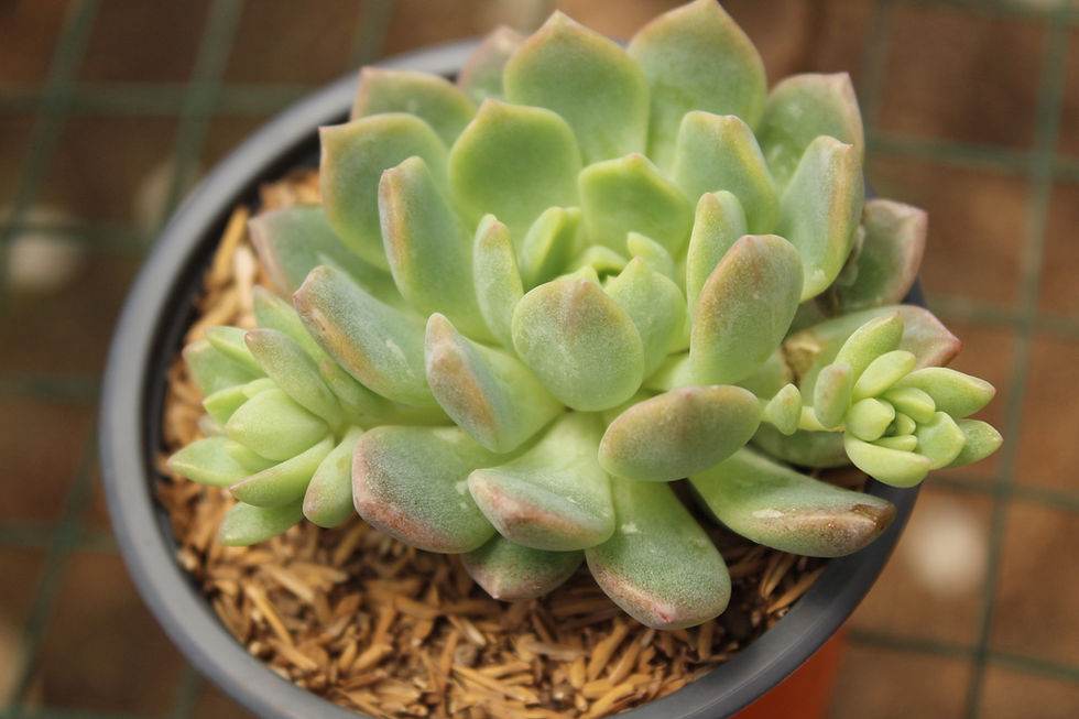 Miniatura: Suculentas surtidas
