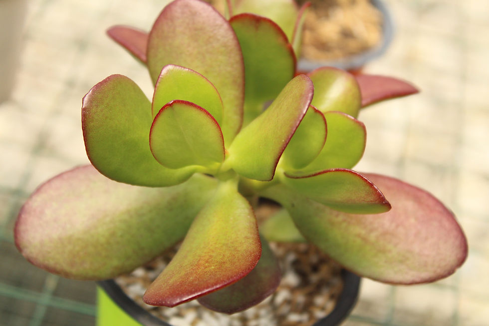 Miniatura: Suculentas surtidas