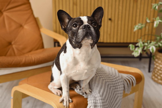 Why Bulldogs Puppies Capture Hearts From the Very First Day 7 Bulldog puppy exploring its home space, showing curiosity and comfort within a household setting.