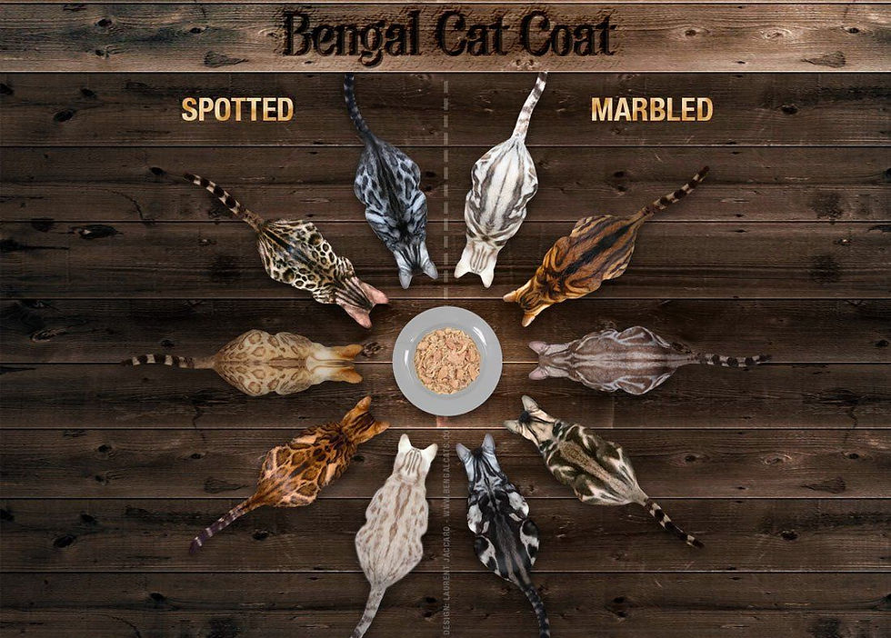 Bengal Cat Colors Guide To Bengals Skin Coats Genetics Patterns Bengal Cat Colors Guide To Bengals Skin Coats Genetics Patterns