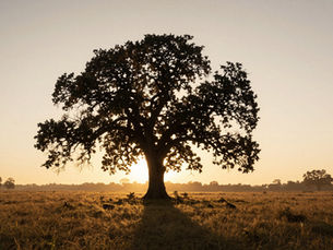 A big tree with the sun shining behind its magnificence.