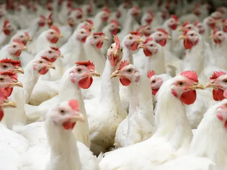 Brasil estima pérdidas de hasta 250 mdd. al mes por brote de Influenza Aviar