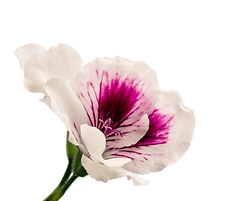 5a01f71218e87004f1ca4349.png