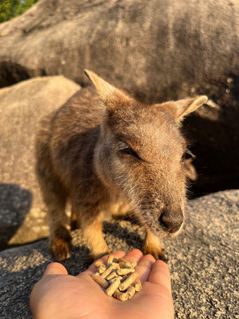 Magnetic Island, Queensland