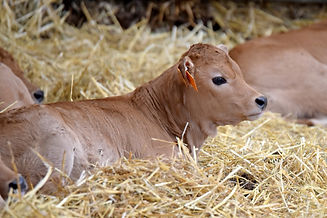 Calf in hay.jpg