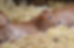 Calf in hay.jpg
