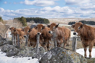 aubrac winter.jpg
