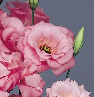 pink lisianthus flower cut
