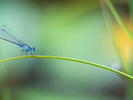 Why the gut microbiome matters — and how to care for it